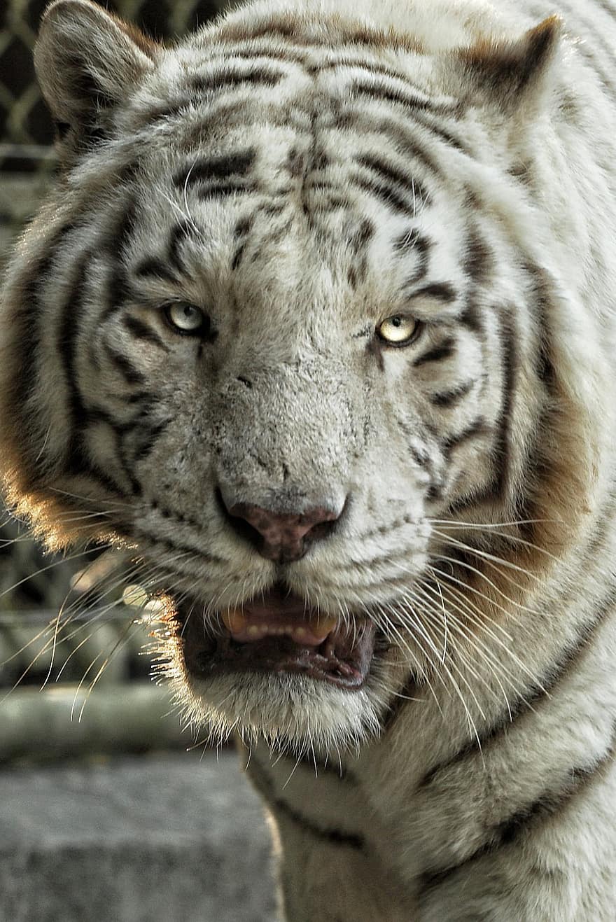 animal, Tigre, en blanco y negro, Gato grande, depredador, fauna silvestre