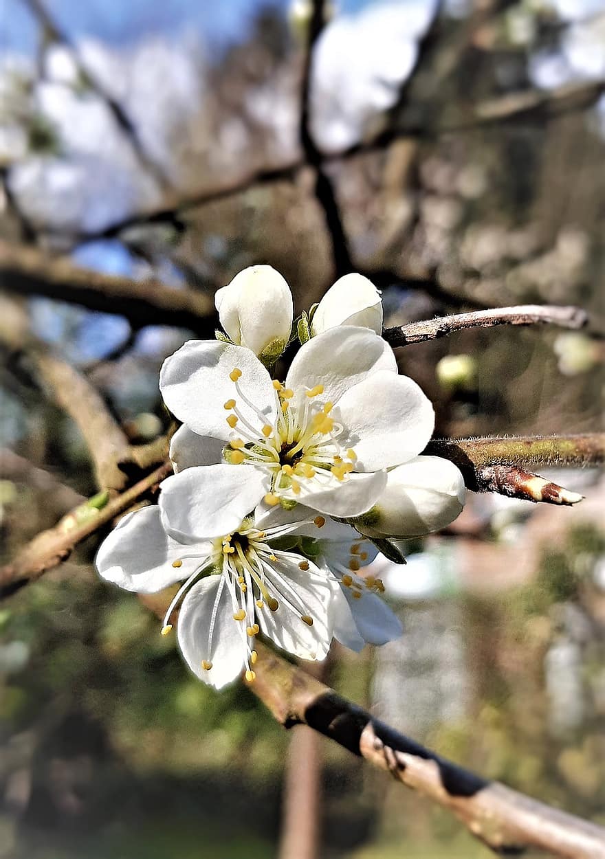 sakura, fiore, fiori di ciliegio, petali bianchi, petali, fiorire, fioritura, flora, fiori di primavera, natura, avvicinamento