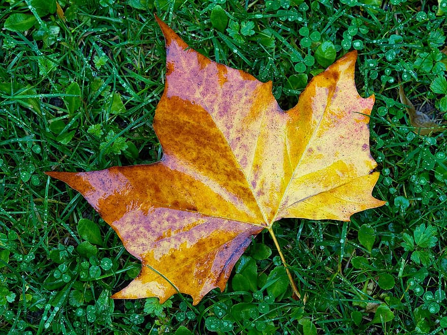 кленовый лист, осень, трава, природа