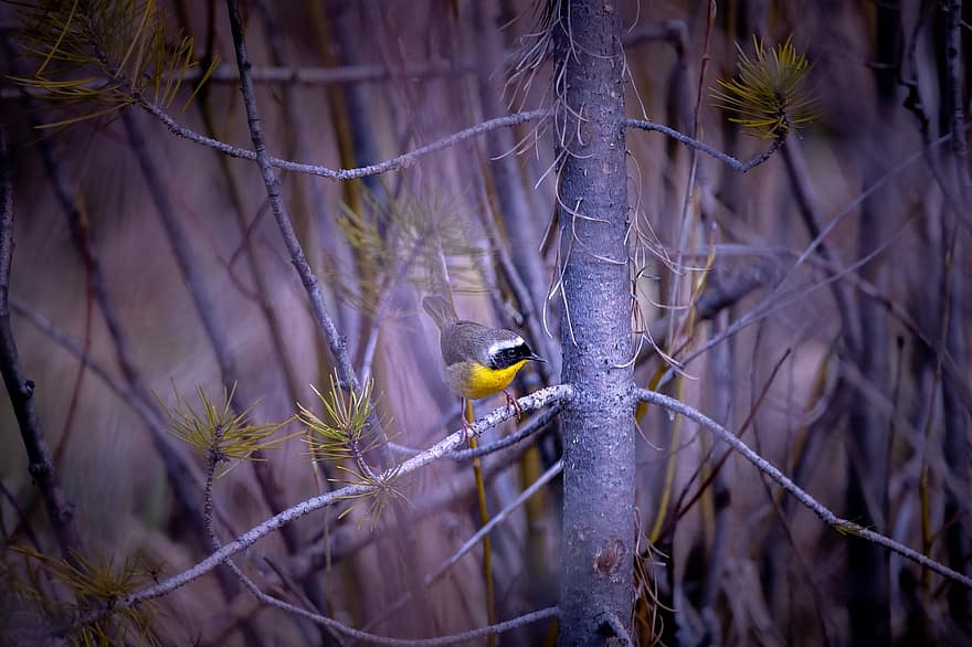 Common Yellowthroat, Warbler, Bird, Wildlife, Ecology, Ecosystem, Conservation, Nature, Forest, Marsh, Swamp