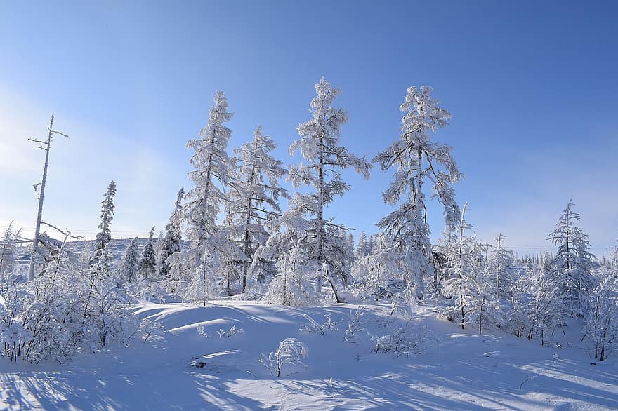 vinter, sne, jul, natur, træer, nåletræ, Skov, træ, sæson, landskab, frost
