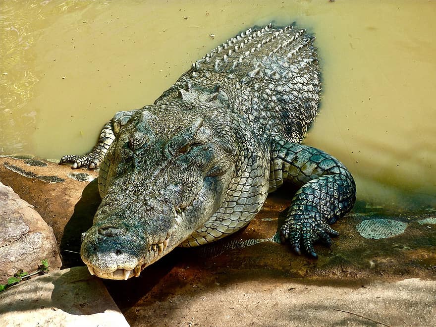 crocodile, animal, eau, crocodile d'eau salée, reptile, prédateur, faune, dangereux, zone humide, la nature, animaux à l'état sauvage