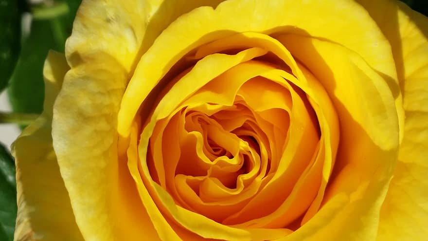 gul rose, Rose, blomst, blomstre, flor, natur, rose blomst