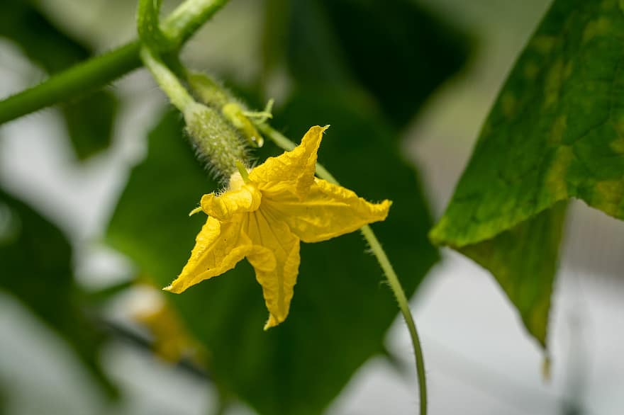 Cucumbers, Bloom, The Flowers Of Cucumbers, Foliage, Greenhouse, Vegetables, Spring, Nature, Bushes, leaf, plant