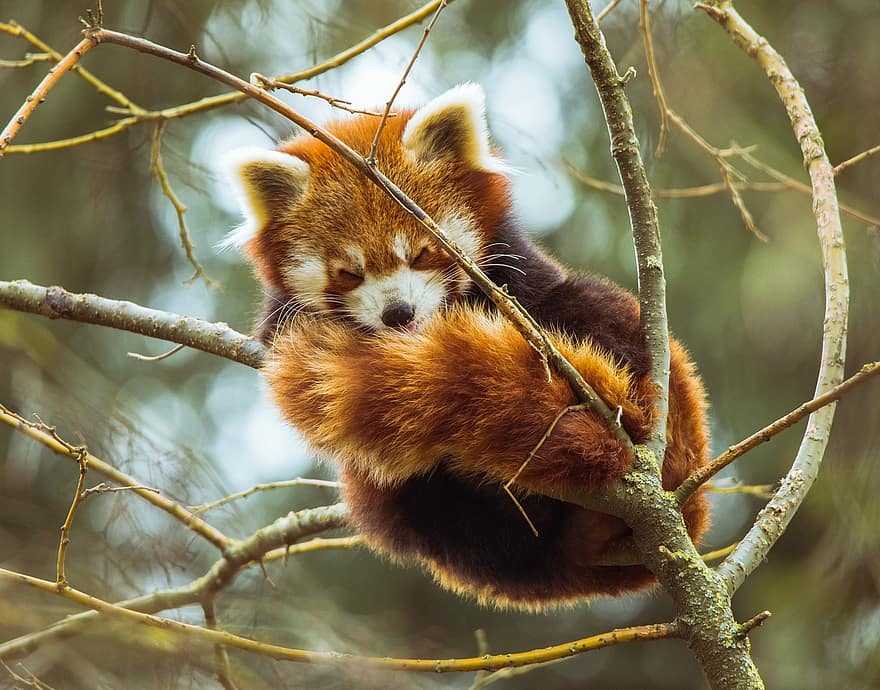 Red Panda, Bear, Mammal, Animal, cute, animals in the wild, forest, fur, tree, small, close-up