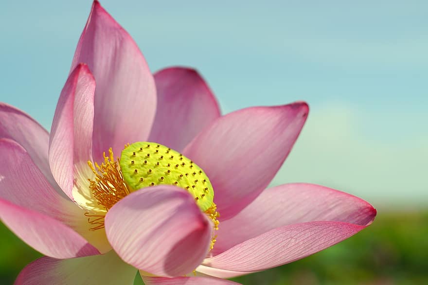 Lotus, Blume, Nahansicht, Rosa, pinke Blume, Lotus Blume, blühen, Blütenblätter, rosa Blütenblätter, Flora, Wasserpflanze