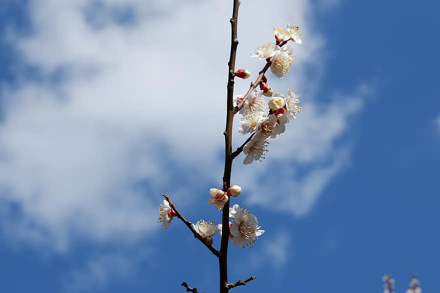 Flowers, Plum, White Flower, Sky, Clouds, flower, springtime, branch, flower head, plant, tree