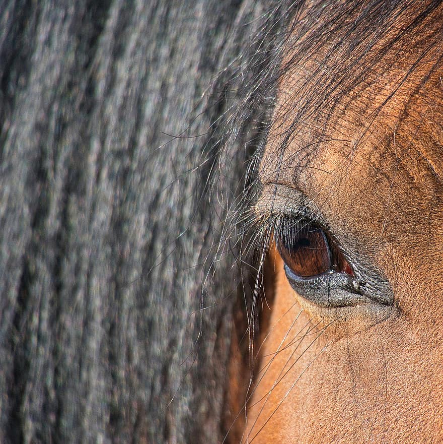 hest, øje, øjenvipper, manke, heste-, dyr, pattedyr, makro