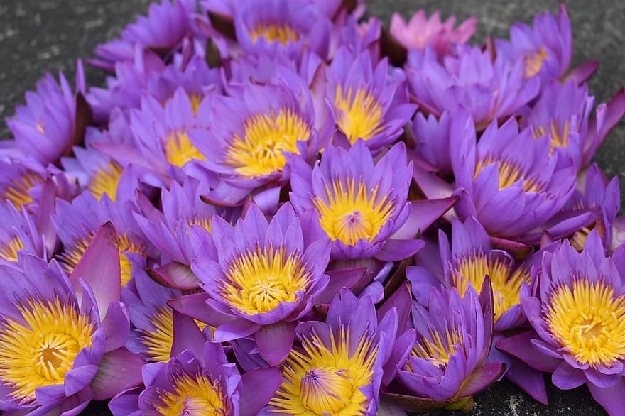 las flores, loto, púrpura, Flores moradas, Flores de loto, floración, flor, pétalos, pétalos morados, racimo de flores