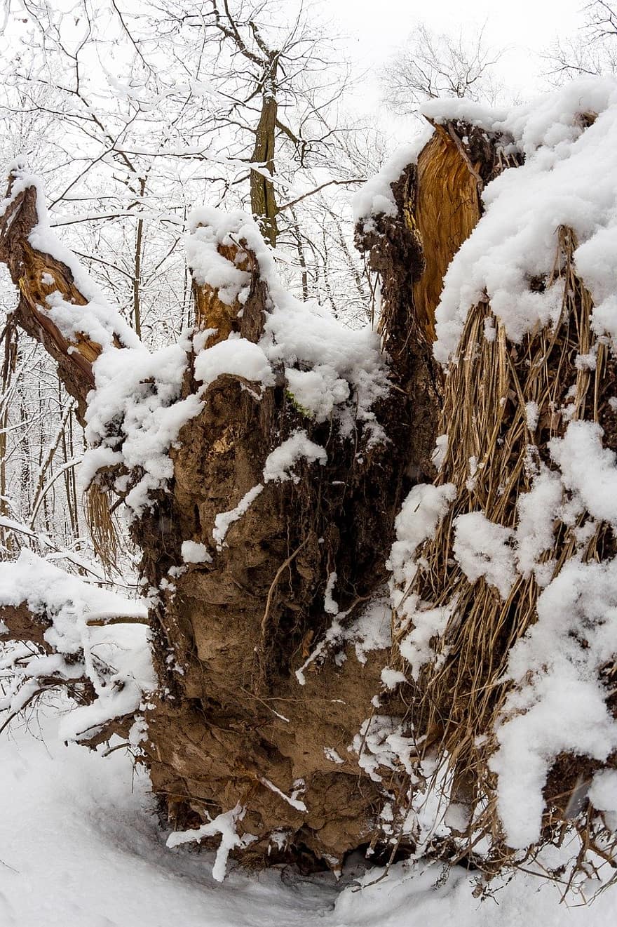 raíces, viento, bosque, invierno, nieve, protección contra el viento, árbol, caído, blanco, temporada, tierra