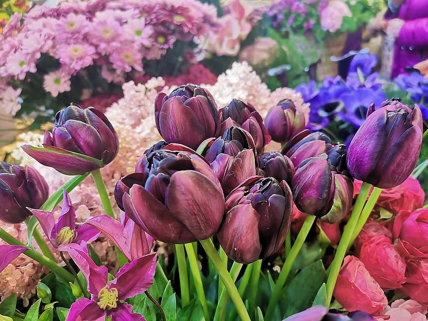tulipaner, blomst, sjø av blomster, struts, vår, anlegg, blomsterhodet, tulipan, multi farget, blad, friskhet