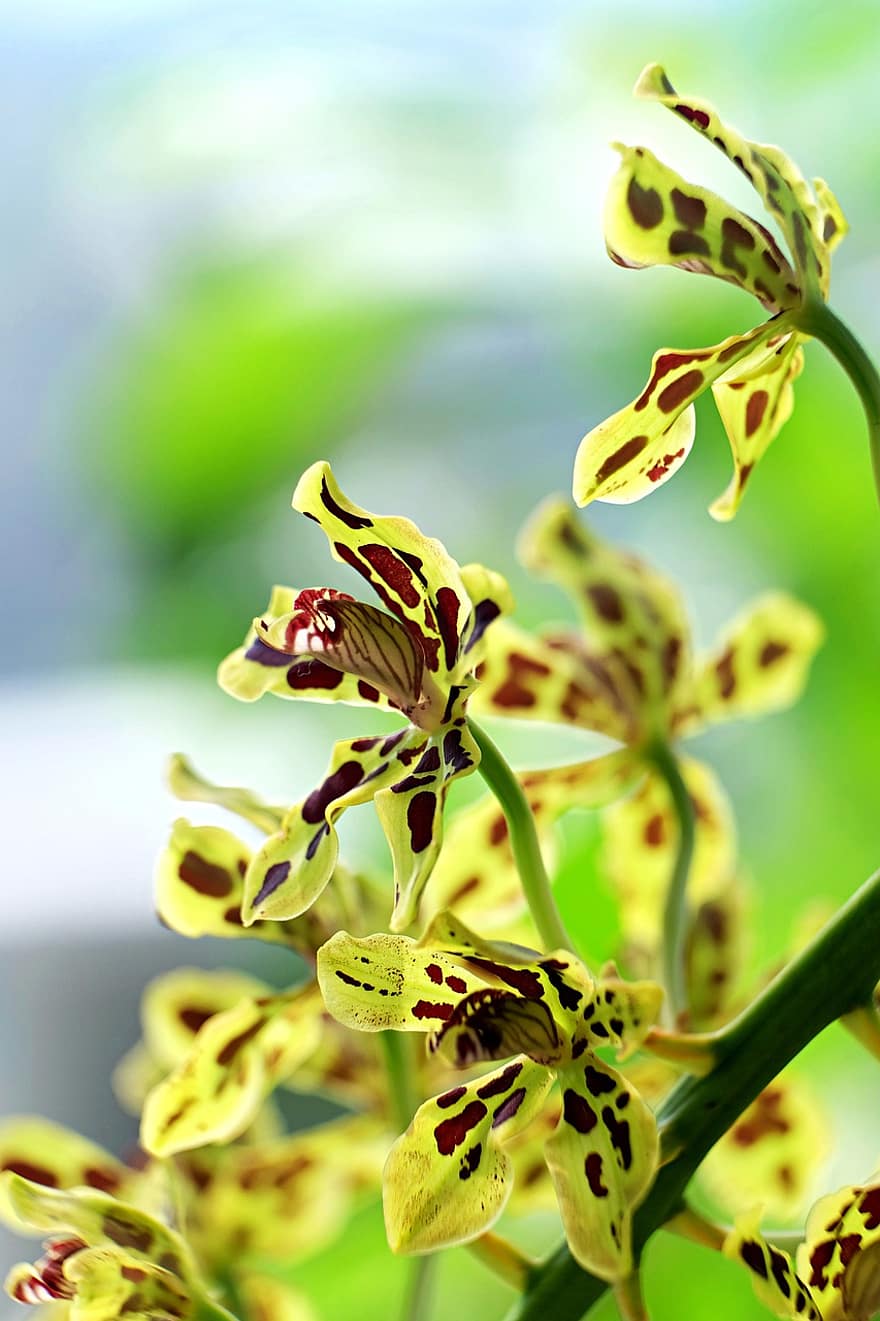тигровая орхидея, цветы, сад, лепестки, лепестки орхидеи, цвести, Флора, растения, природа