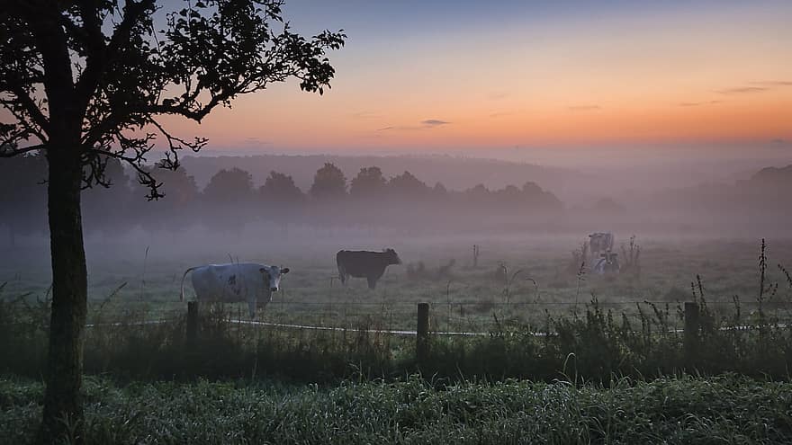 mist, zonsopkomst, weide, koeien, natuur