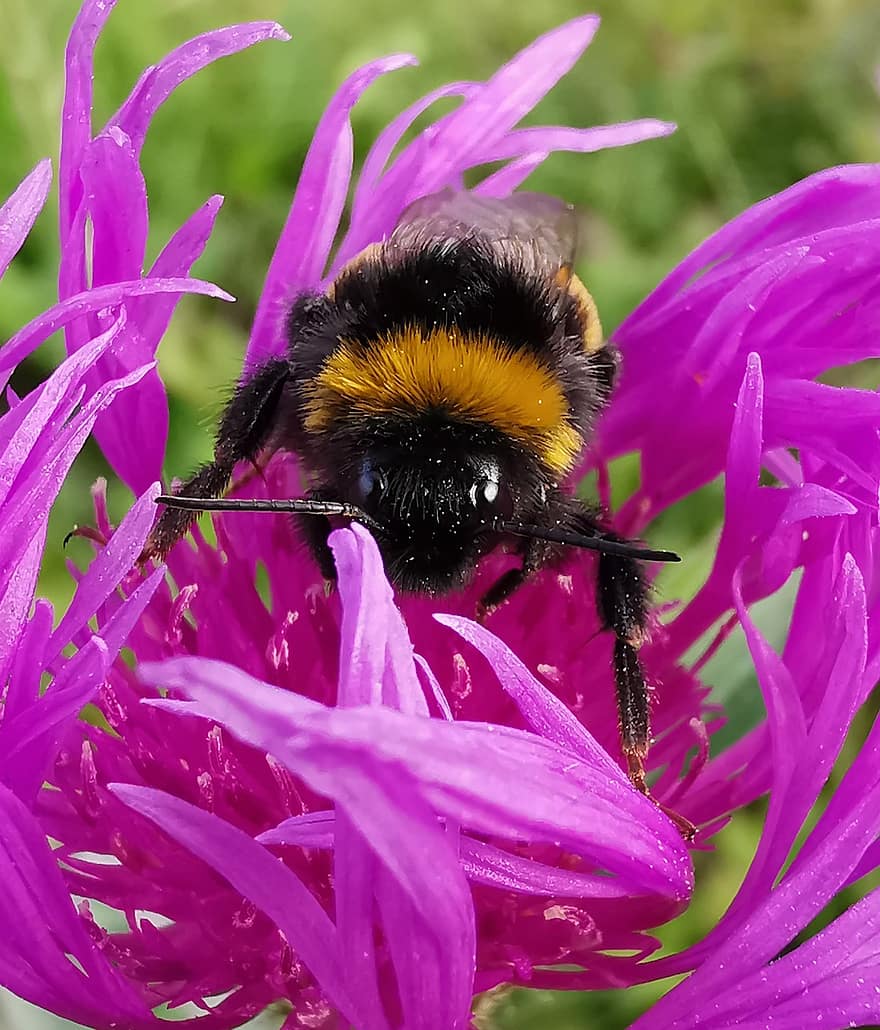 bumblebee, flor, insetos, polinizar, flora, fauna, animais, fechar-se, inseto, polinização, abelha
