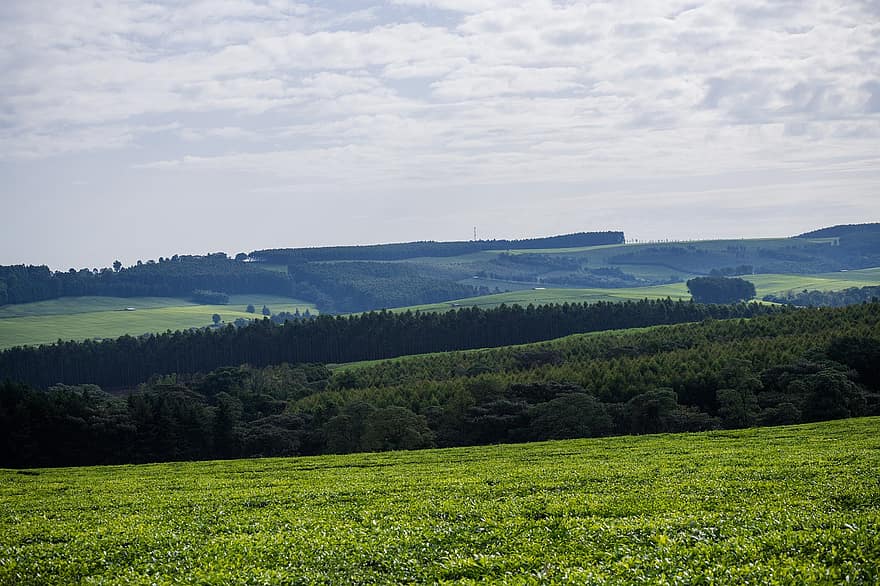 plantación de té, Kenia, agricultura, naturaleza, campo, rural