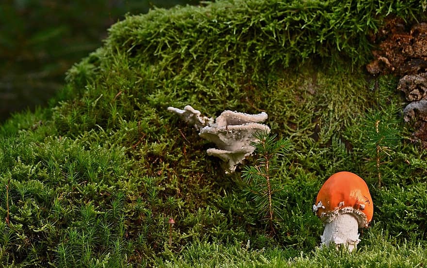 гриби, поганка, деревний гриб, природи, на відкритому повітрі, трави, ліс, грибок, зелений колір, впритул, Рослина