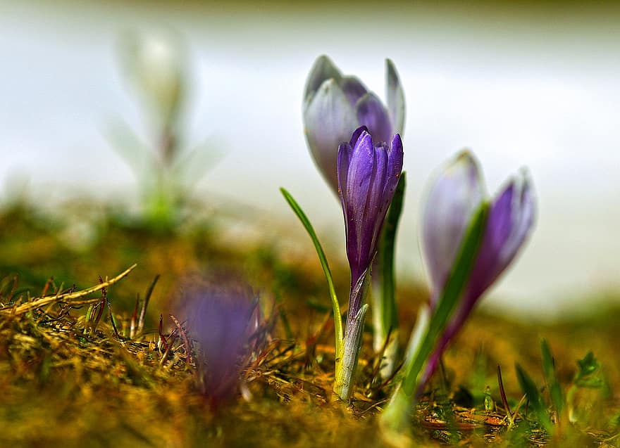 минзухар, сняг, пролетно пробуждане, ранен разцвет, предвестник на пролетта, началото на пролетта, снежна покривка