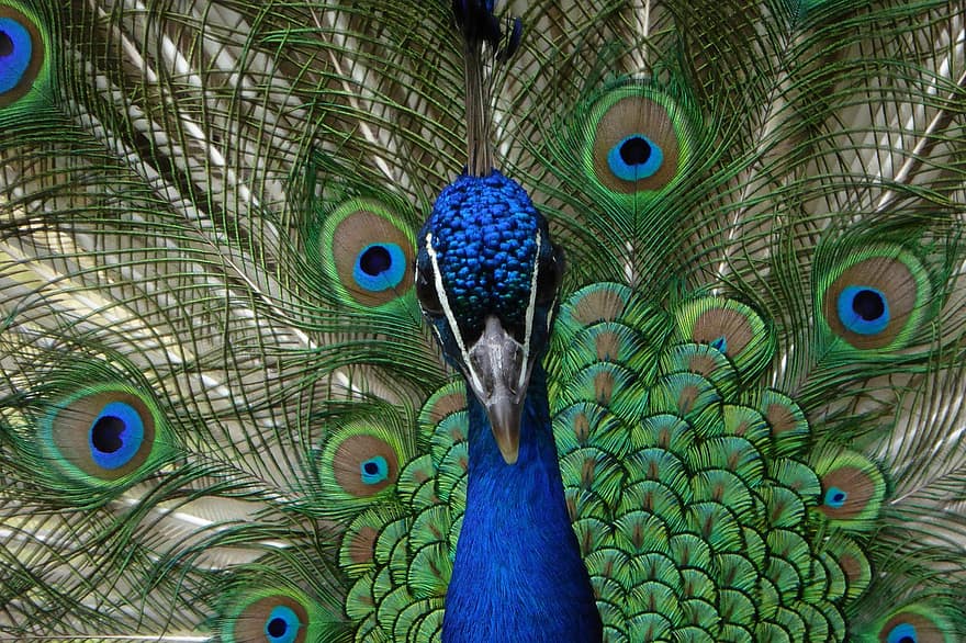 paon, plumage, coloré, plume, oiseau