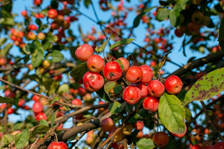 pommes, arbre, verger, pommier, Frais, produire, biologique, récolte, Fruits frais, pommes fraîches, pommes rouges