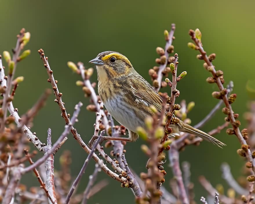 Bird, Sparrow, Nelson's Sparrow, Salt Marsh, beak, close-up, branch, animals in the wild, feather, bird watching, perching