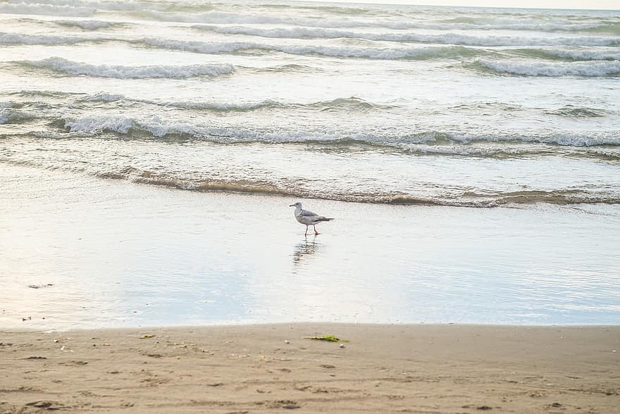 океан, птица, чайка, плаж, пясък, вода, брегова линия, вълна, син, лято, животни в дивата природа