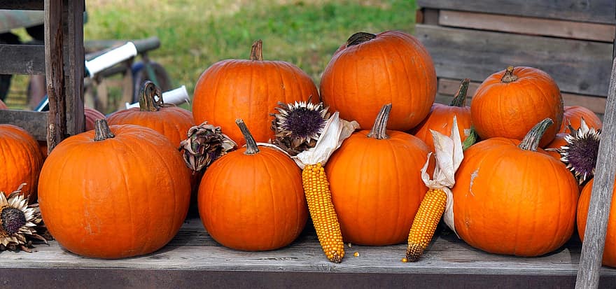 carabasses, blat de moro, gira-sols, fruita, tardor, Halloween, decoració