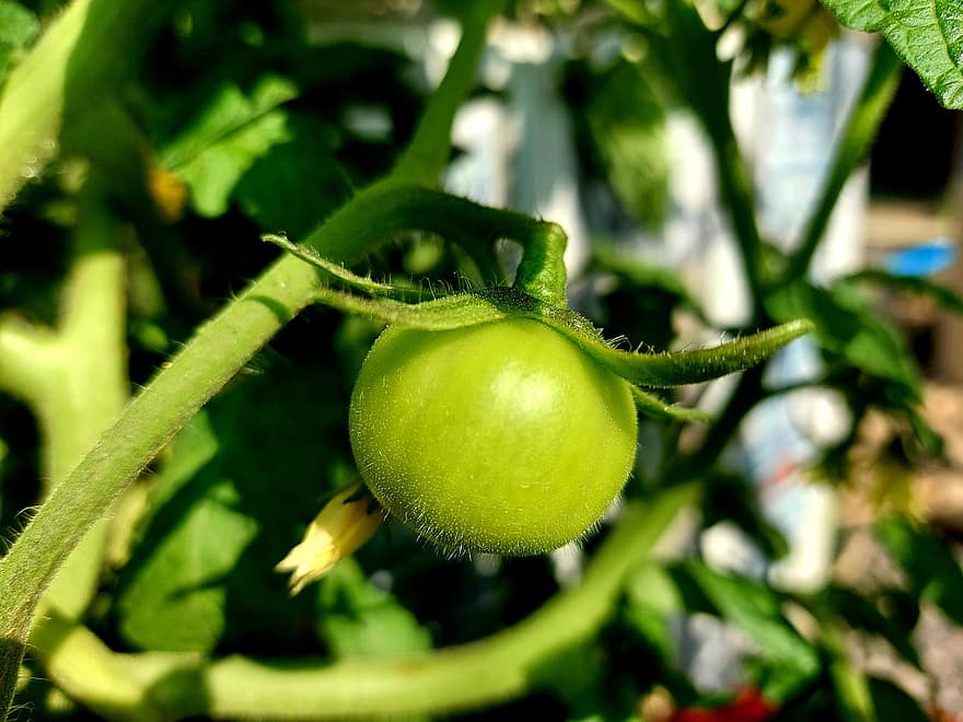 augļi, tomātu, bioloģiski, izaugsmi, makro, nenogatavojušies, svaigumu, lapas, zaļā krāsa, dārzeņi, lauksaimniecību
