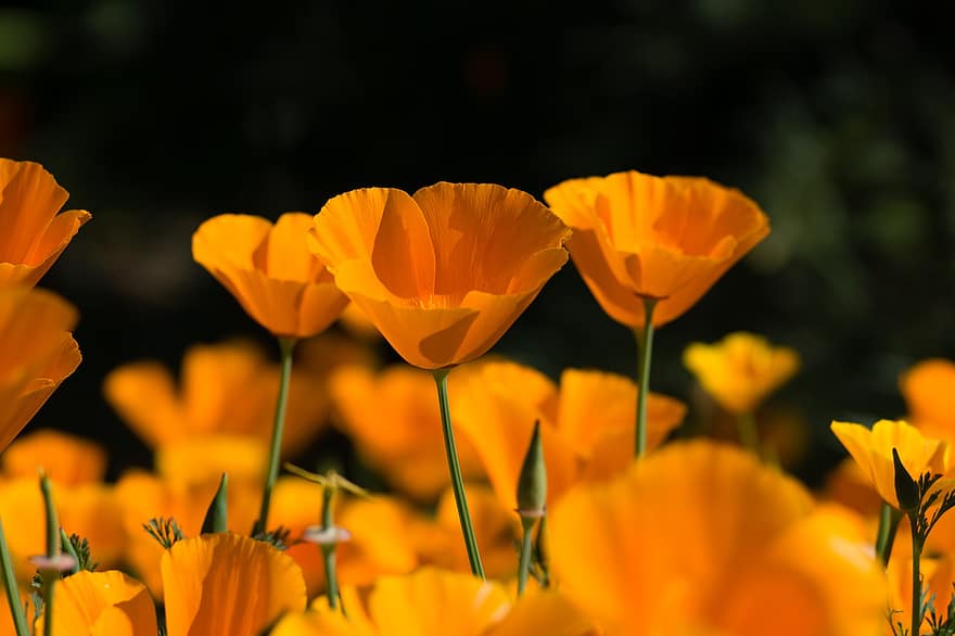 sárga Pipacsok, kaliforniai mák, arany Pipacsok, virágok, sárga virágok, virágzás, virágzik, növényvilág, természet, növények, virágzó növények