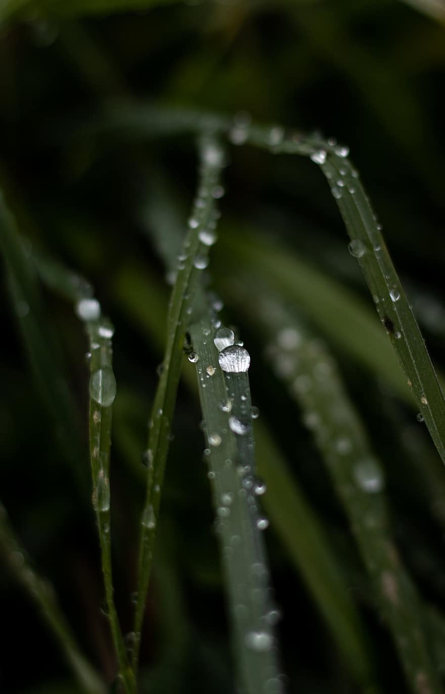 बारिश की बूंदें, घास, घास के ब्लेड, ओस की बूँदे, प्रकृति