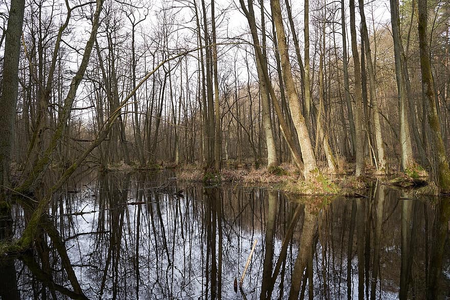 Swamp, Trees, Reflection, Nature, Water, Marsh, Forest, Lonely, Wetland, Moor