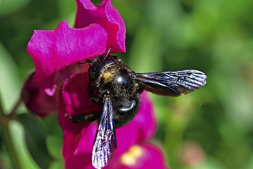 flor, abeja, polinización, insecto, entomología, especies, macro, floración, abeja carpintera, polen