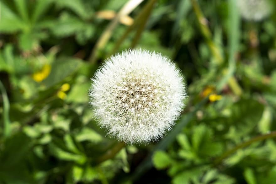 Dandelion, Flower, Seed Head, Plant, Blowball, Pointed Flower, Spring, Meadow, Garden, Nature