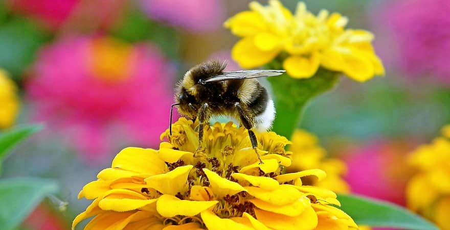 Abellot, insectes, flors, abella, zinnia, polinització, jardí, naturalesa, estiu, flor, groc