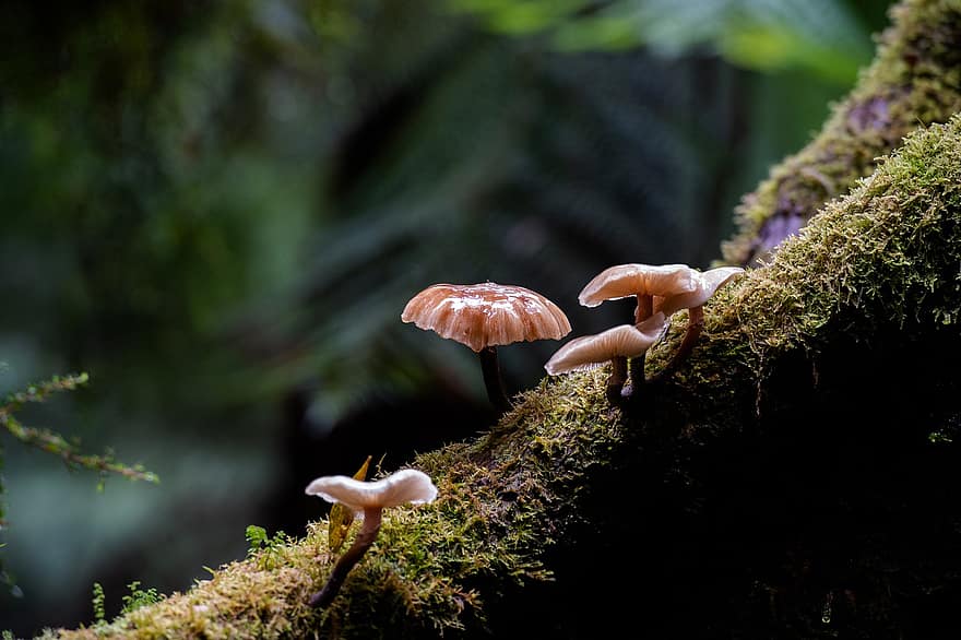 houby, mech, les, muchomůrky, divočina, deštný prales, Příroda, detailní, nálada, houba
