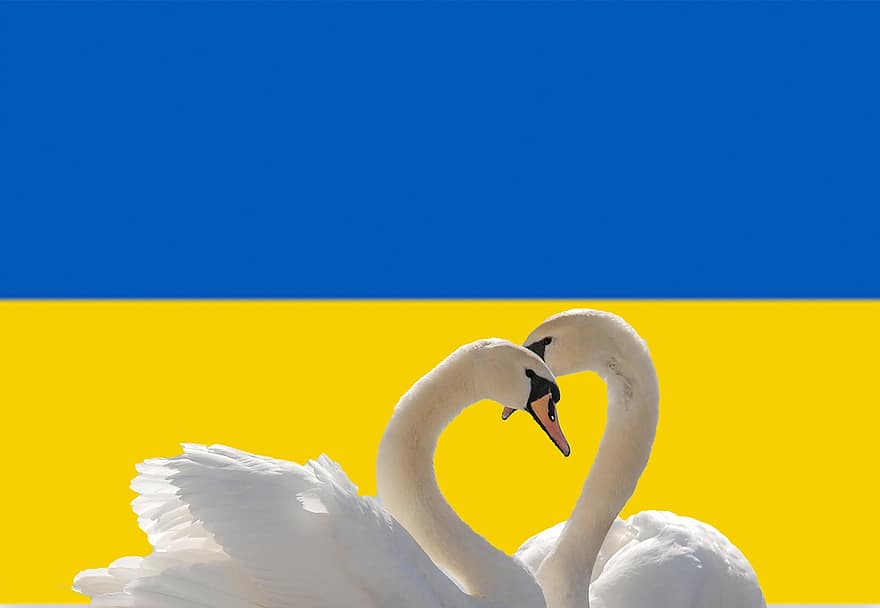 Ukraina, ukrainske flagg, svaner, Slava Ukrajini, Slava Ukraini, svane, fjær, blå, nebb, gul, nåde