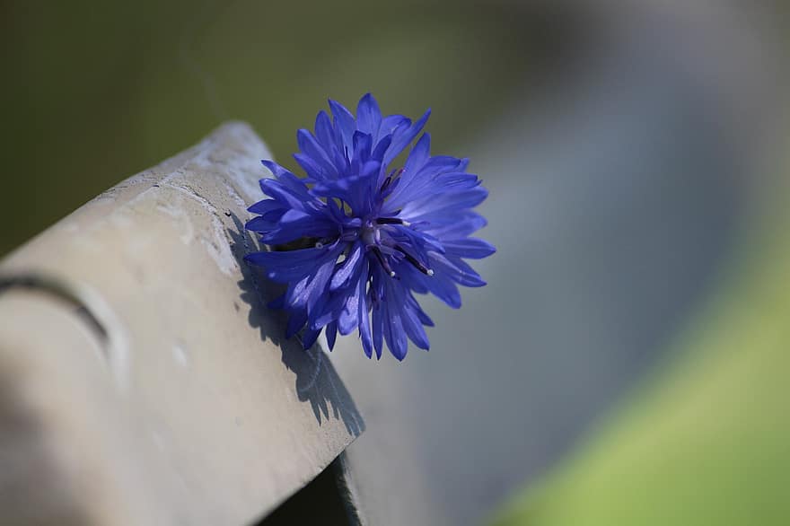 Flor-azul, flor, pétalas, pétalas azuis, Flor, flora, natureza, planta com flores, flor única, Primavera