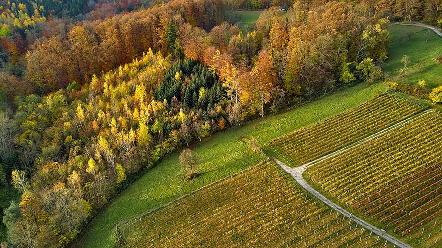 autunno, vigneto, viticoltura, foresta, albero, scena rurale, giallo, paesaggio, foglia, stagione, azienda agricola