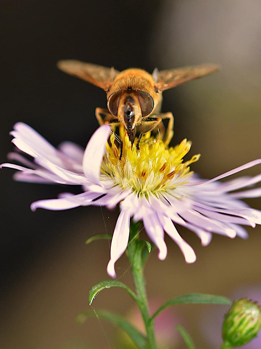 méh, rovar, beporoz növényt, természet, közelkép, makró, virág, beporzás, nyári, növény, sárga