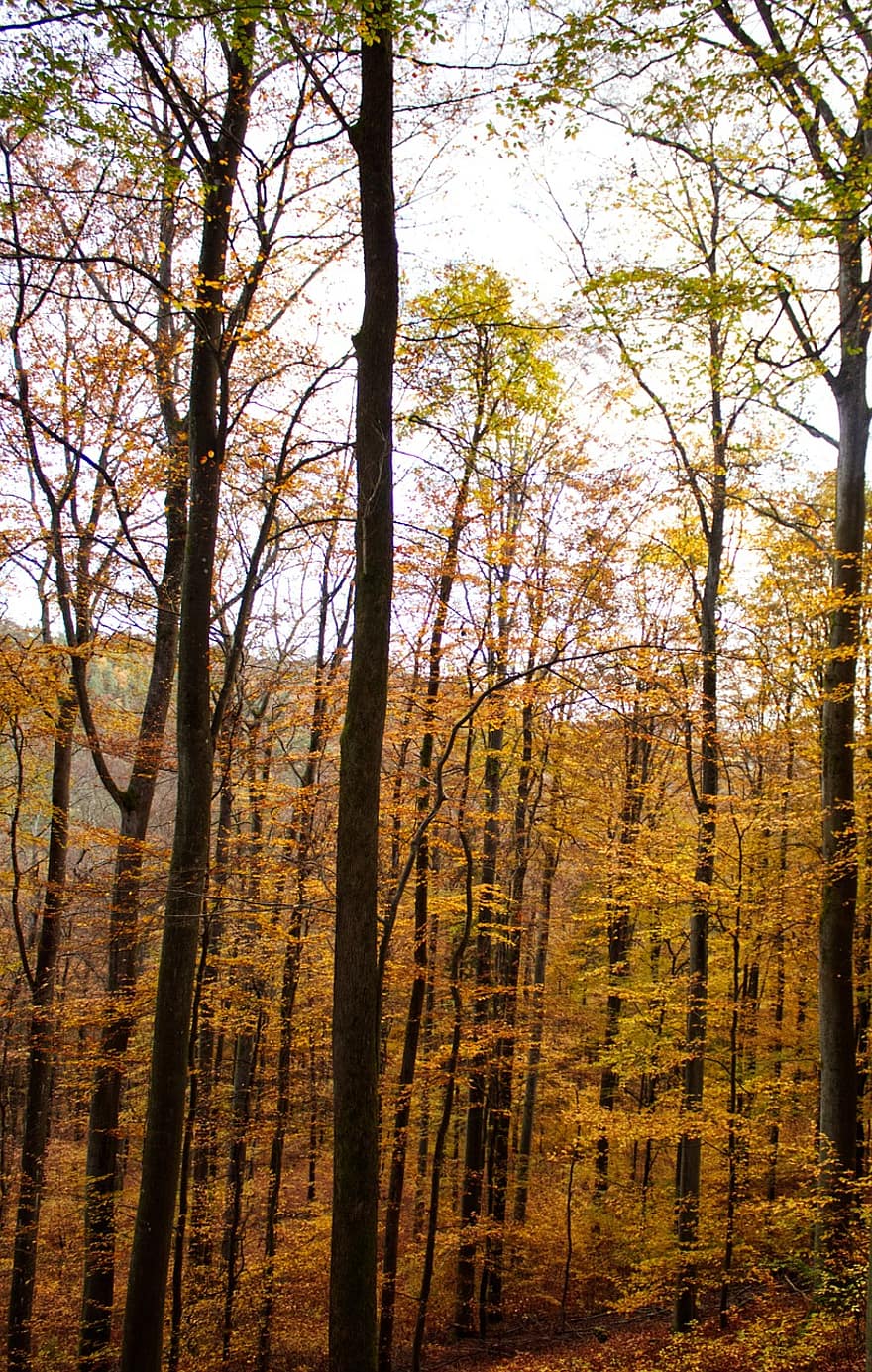 las, drzewa, jesień, spadek, Las, lesisty teren