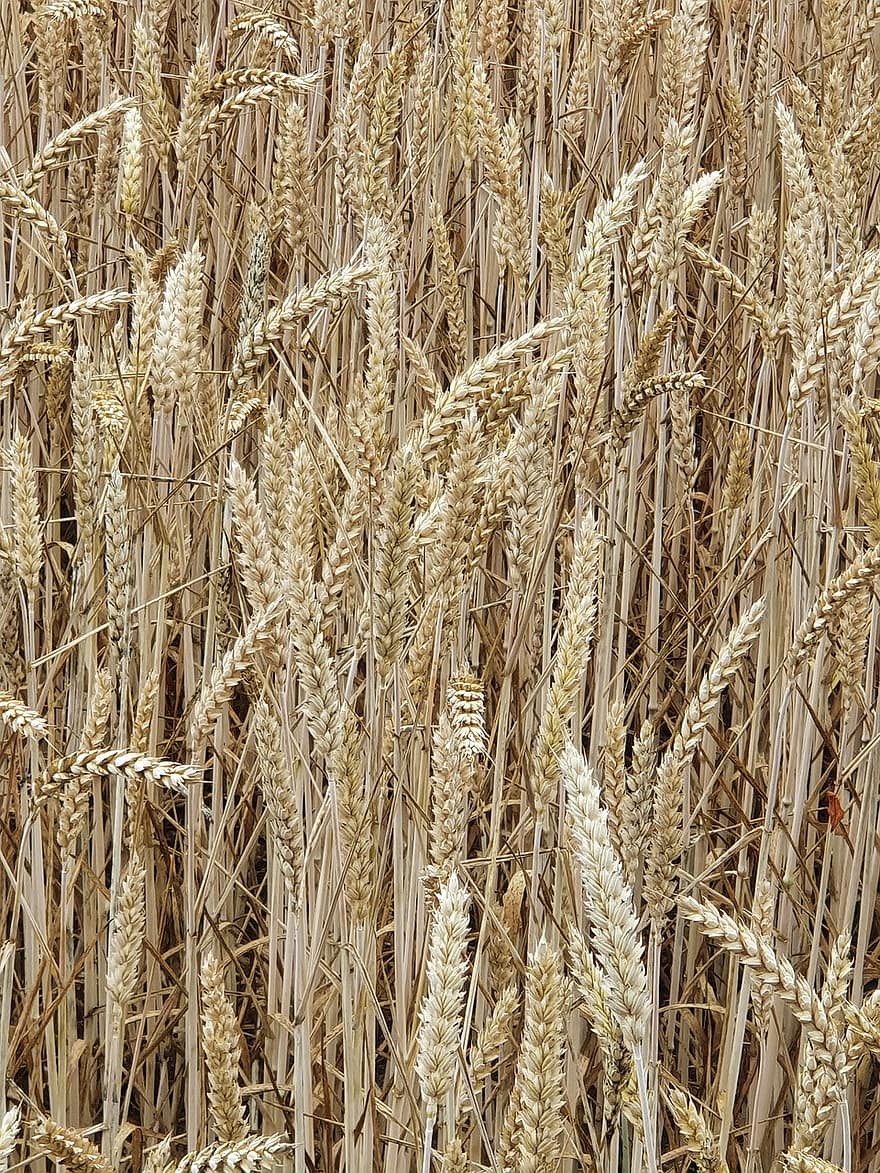 trigo, campo, campo de trigo, grama, cevada, cultivo, culturas de trigo, terra arável, agricultura, Fazenda, natureza