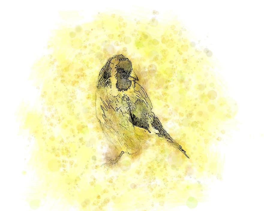 птах, золотушка, дзьоб, пір'я, оперення, ілюстрації, фони, жовтий, гранж, перо, пофарбовані