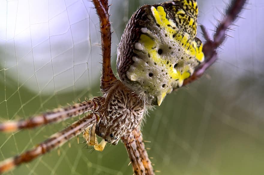 edderkopp, St Andrews Cross Spider, øyne, arachnid, fobi, edderkoppfobi, arthropoda, hårete, ben, mage, skummel