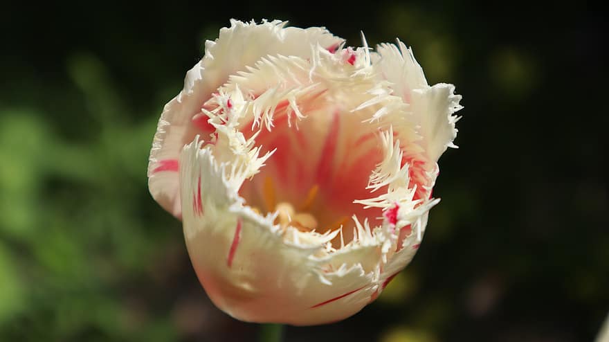 flor, tulipán, floración, primavera, naturaleza, jardín, botánica, pétalos, crecimiento, de cerca, cabeza de flor