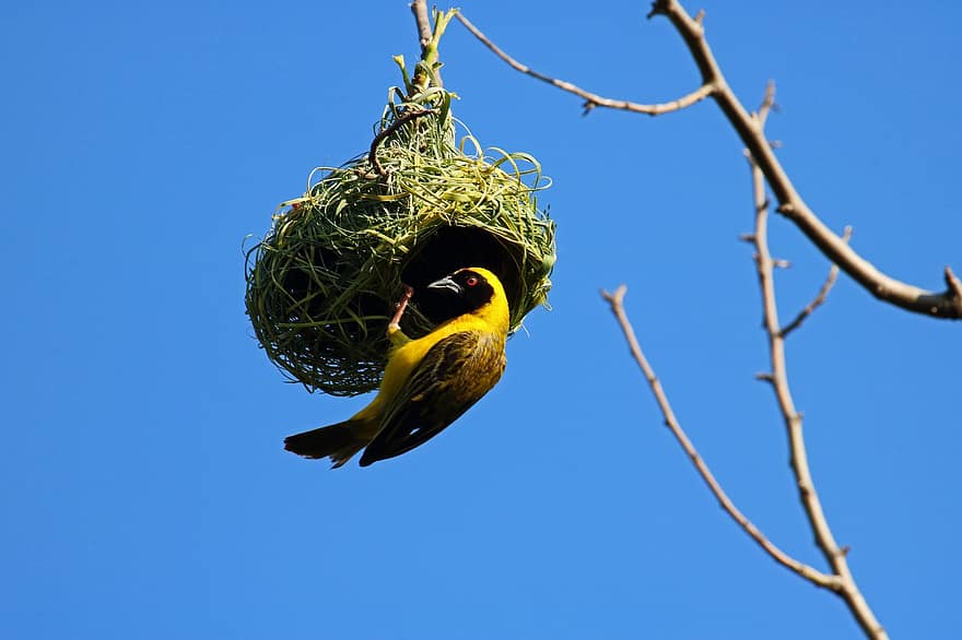 uccello, nido, tessitore mascherato giallo, maschio, Nuovo nido del tessitore, casa, sospeso, ispezionando, stagione degli accoppiamenti