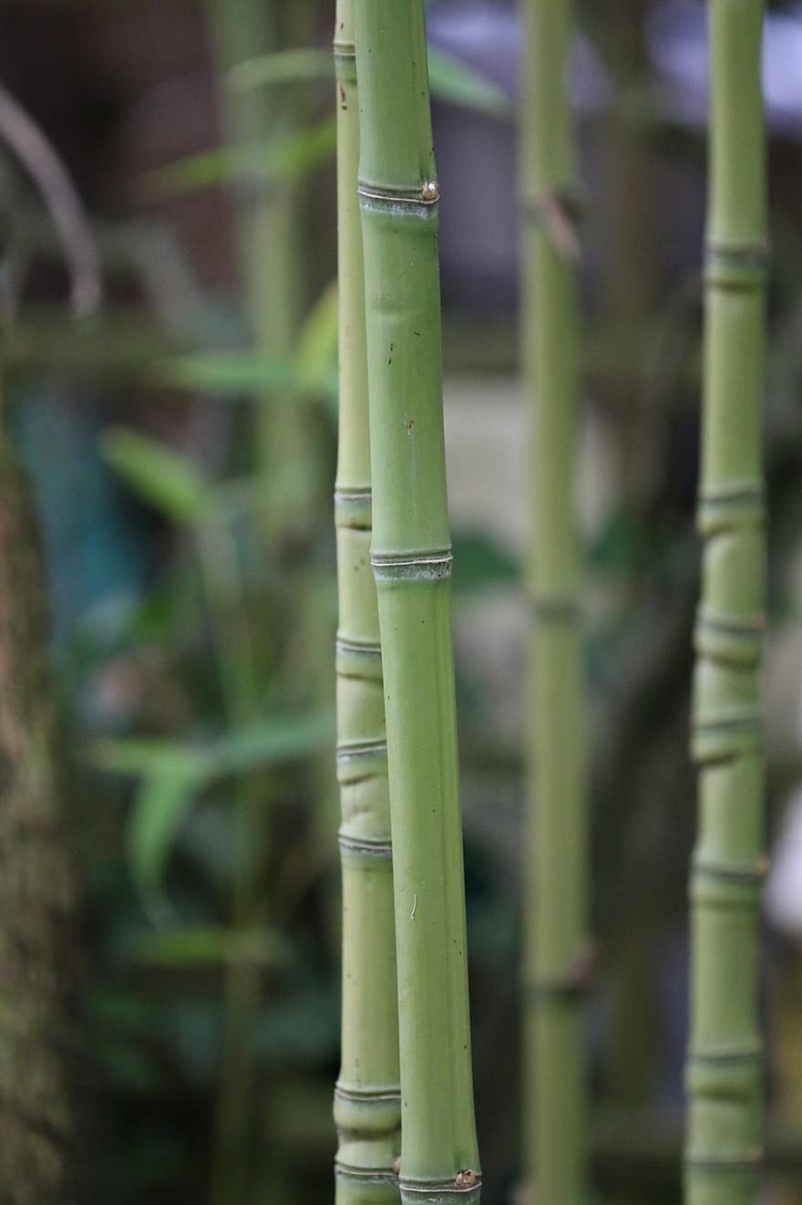 бамбук, бамбукові рослини, сад