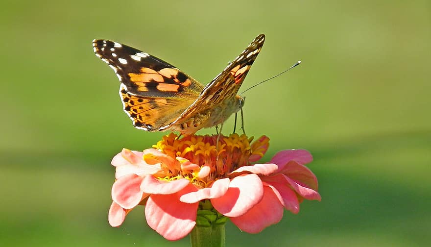 sommerfugl, insekt, bug, vinger, blomst, Zinnia