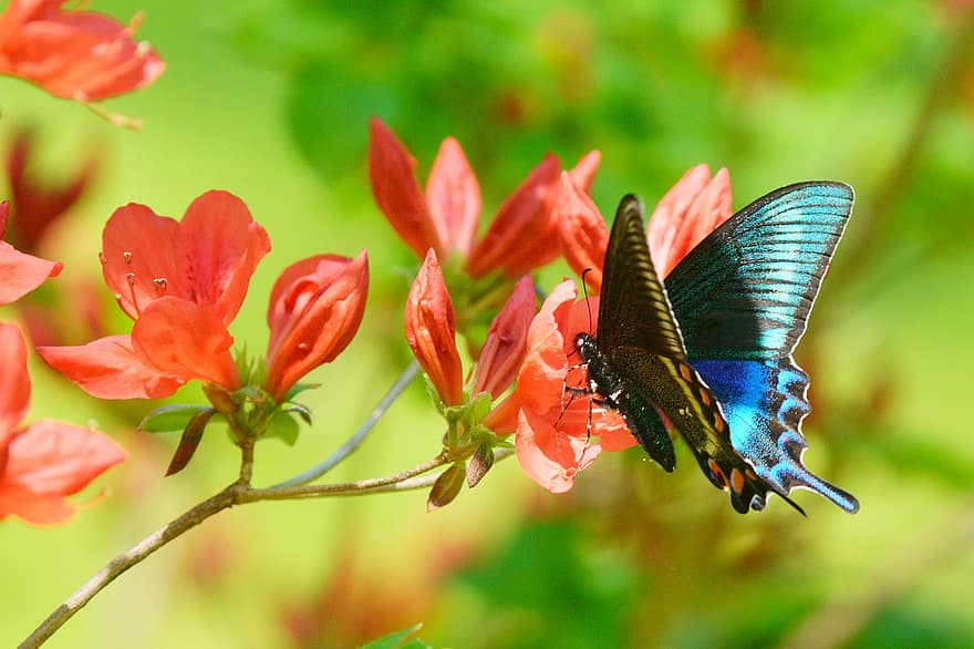 Papilio Maackii, sommerfugl, insekt, blomst, natur, flyve