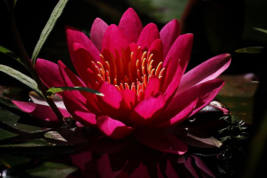 Water Lily, Red, Flower, Blossom, Bloom, Water, Pond, Plant, Aquatic Plant, Nature, Garden