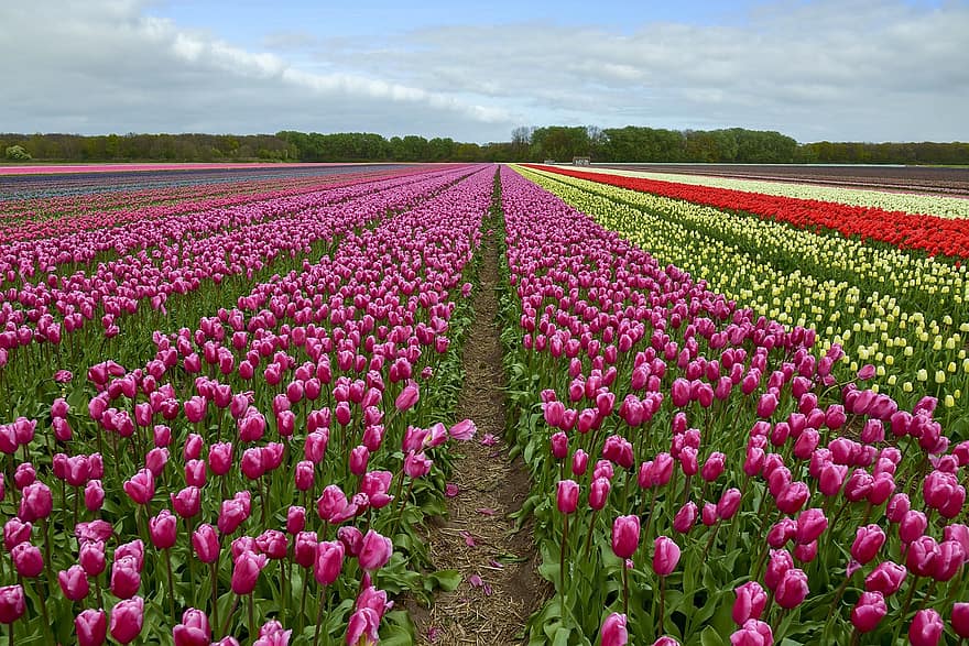 květiny, tulipány, jaro, sezónní, květ, botanika, pole, venkovský, Příroda, tulipán, rostlina