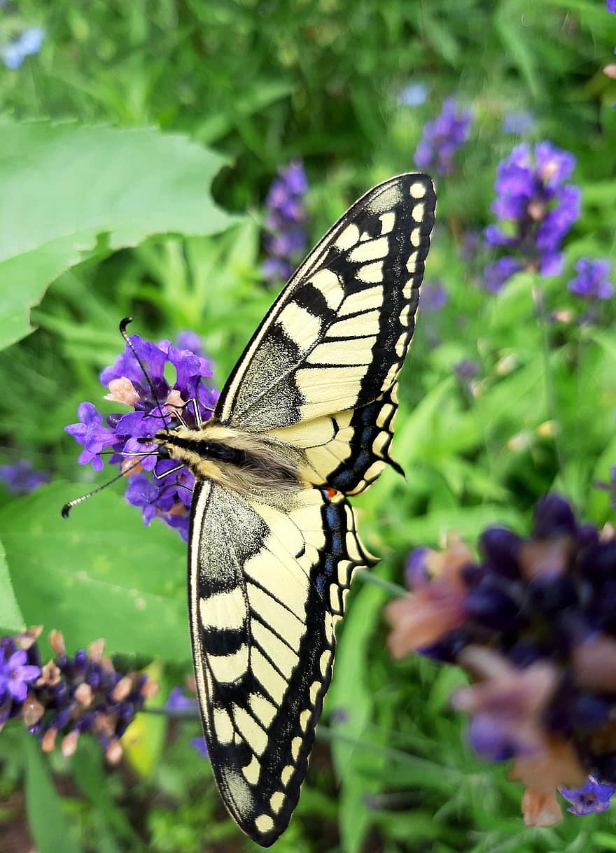 mariposa, cola de golondrina, jardín, naturaleza
